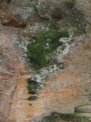 Lion in the Stone